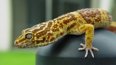 Geckos Leopards