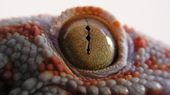 Geckos macro Reptiles eyes