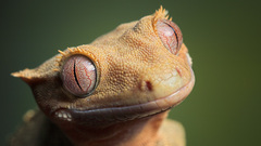 Geckos Reptiles