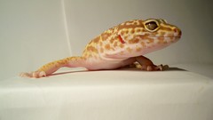 Geckos Reptiles