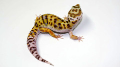 Geckos Reptiles Spotted