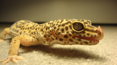 Geckos Reptiles Spotted