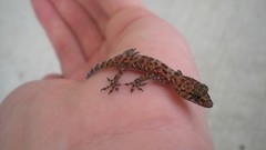 Geckos transeunt palm hands