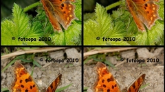 Gehakkelde Aurelia polygonia high