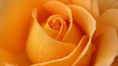 Gelberose rose orange high