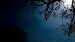 Generic tree silhouette by