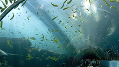 Georgia aquarium ocean Voyager