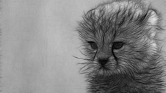 Gepard leopard cat cats