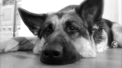 German shepherd