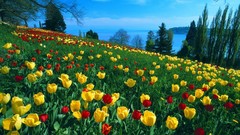 Germany tulips Islands