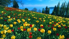 Germany tulips Islands