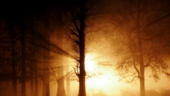 Ghost fog sun forest
