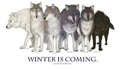 Ghost Wolves game of thrones direwolf house stark Winter is 