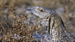 Giant Africa Namibia national park ground
