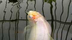 Giant coy fish Aquarium