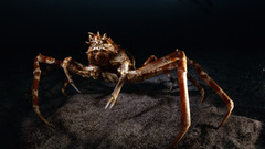 Giant spider crab xl