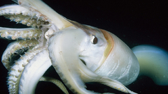 Giant squid Architeuthis Wild