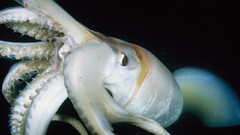 Giant squid close Up