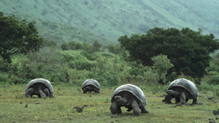 Giant tortoises