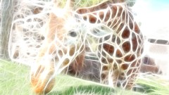 Giraffe effect Animals