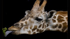 Giraffe head Animals