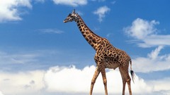 Giraffes
