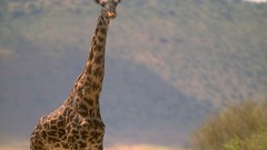 Giraffes