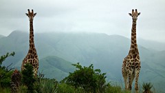 Giraffes