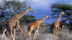 Giraffes