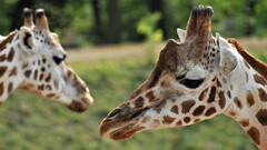 Giraffes Animals outdoors Green Mammals