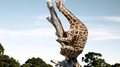 Giraffes funny