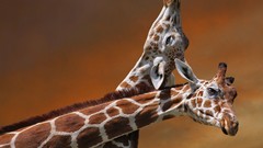 Giraffes national geographic
