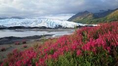Glacier Alaska wildlife