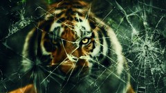 Glass cats broken hunting Tigers