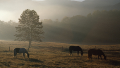 Glass fields Horses