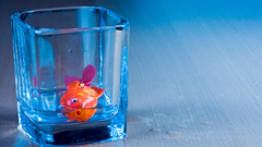 Glass fish