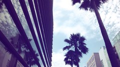 Glass modern palm trees architecture reflections buildings 