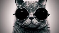 glasses monochrome Animals sunglasses cats frontal view Mammals