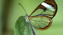 Glasswing Butterfly Butterflies