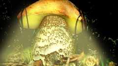 Glowing mushroom Food and