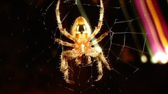 Glowing spiders arachnids