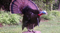Gobbler kalakutas high bird