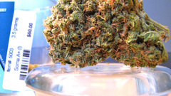 Going anyone else contribute