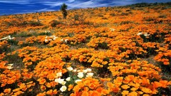 Gold Arizona Mexican