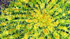 Golden barrel cactus wtp