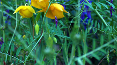 Golden fairy lantern Flowers