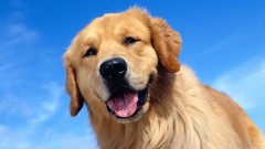 Golden retriever