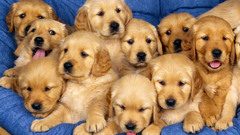 Golden retriever Puppies post