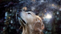 golden retrievers dog Animals Mammals