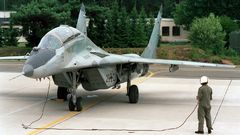 Good dog high animal